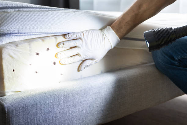 Best Emergency Pest Control  in Reinholds, PA