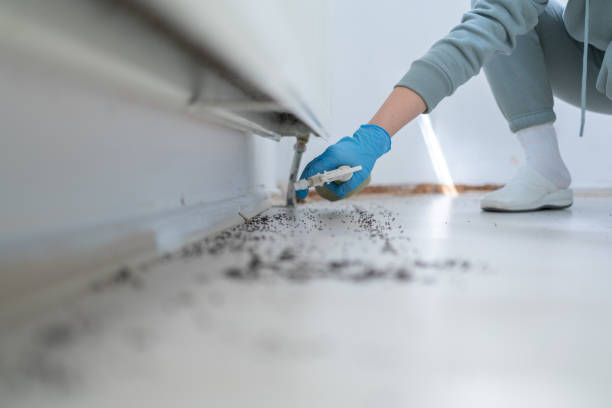 Best Flea Control Services  in Reinholds, PA